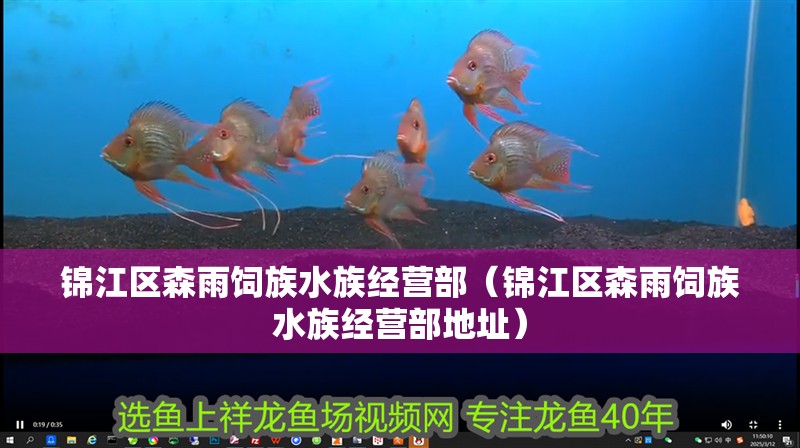 錦江區森雨飼族水族經營部（錦江區森雨飼族水族經營部地址）