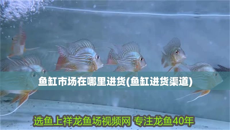 魚缸市場在哪里進貨(魚缸進貨渠道)