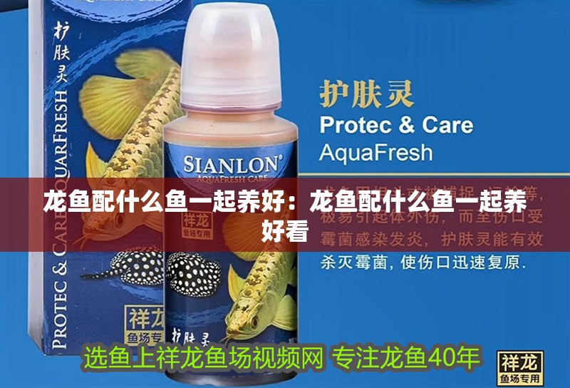 龍魚配什么魚一起養好：龍魚配什么魚一起養好看