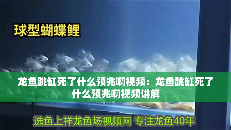龍魚跳缸死了什么預(yù)兆啊視頻：龍魚跳缸死了什么預(yù)兆啊視頻講解