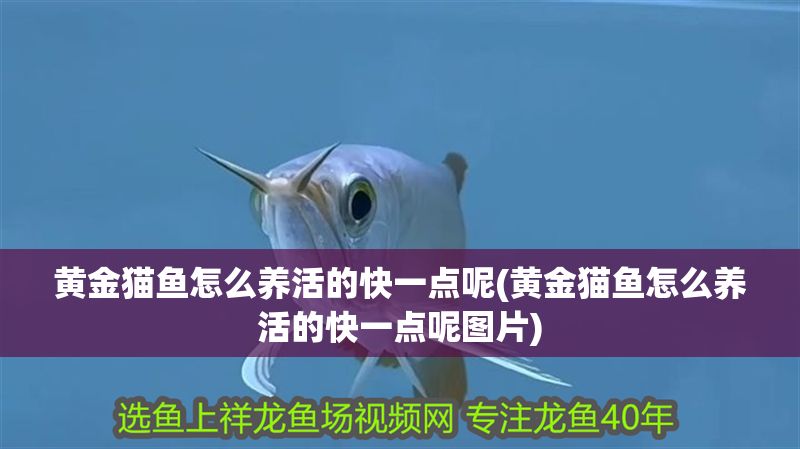 黃金貓魚怎么養(yǎng)活的快一點呢(黃金貓魚怎么養(yǎng)活的快一點呢圖片)