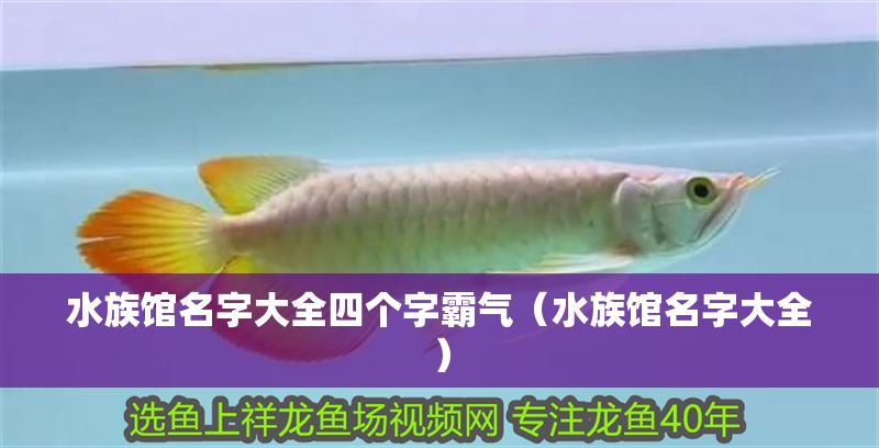 水族館名字大全四個(gè)字霸氣（水族館名字大全）