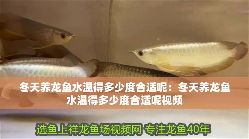 冬天養(yǎng)龍魚水溫得多少度合適呢：冬天養(yǎng)龍魚水溫得多少度合適呢視頻