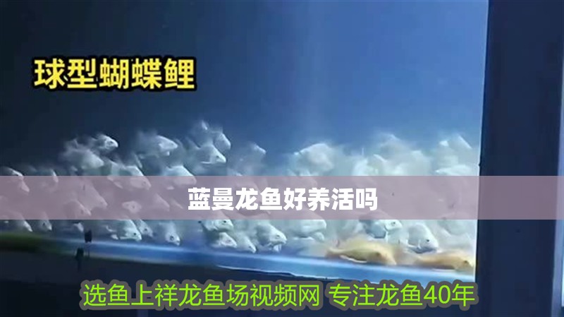 藍曼龍魚好養活嗎
