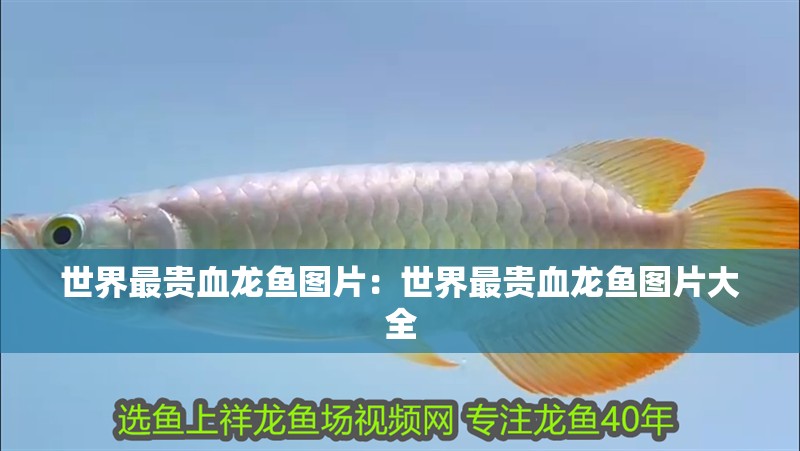 世界最貴血龍魚圖片：世界最貴血龍魚圖片大全