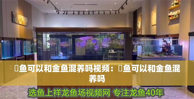 魟魚可以和金魚混養嗎視頻：魟魚可以和金魚混養嗎