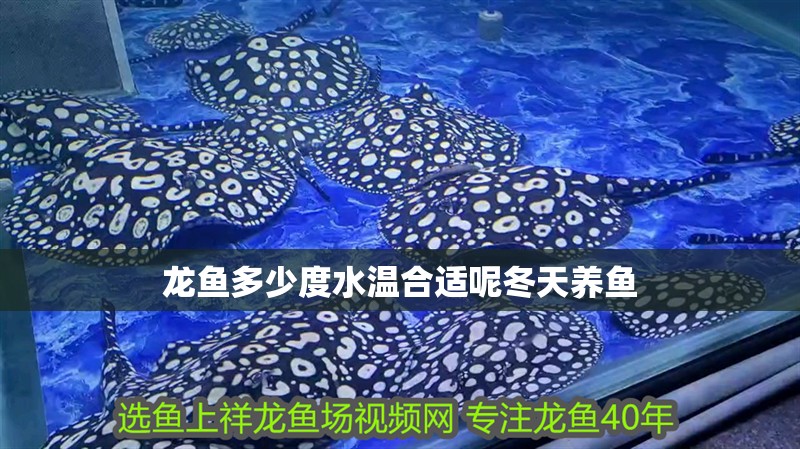 龍魚多少度水溫合適呢冬天養魚