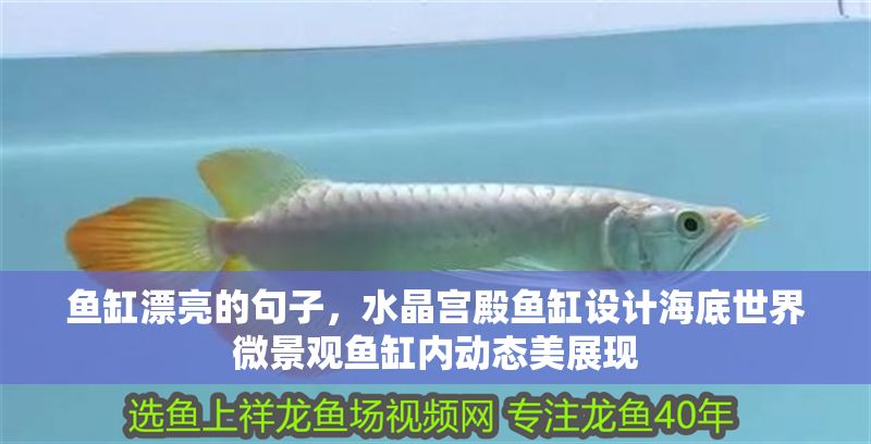 魚缸漂亮的句子，水晶宮殿魚缸設(shè)計(jì)海底世界微景觀魚缸內(nèi)動態(tài)美展現(xiàn)