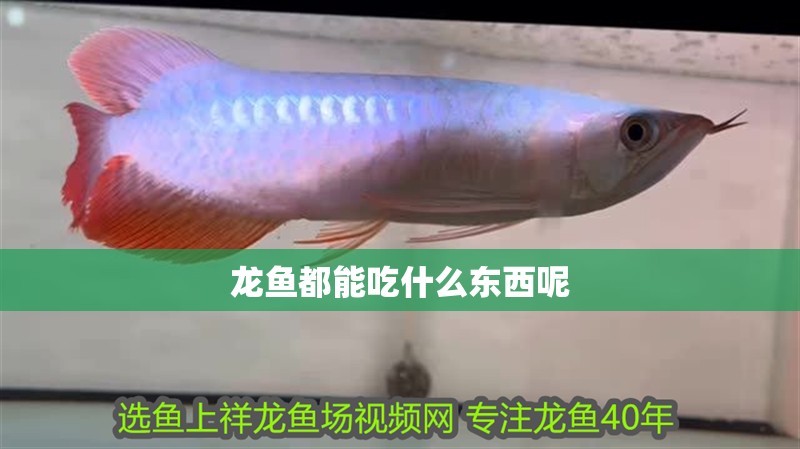 龍魚都能吃什么東西呢