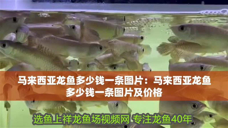 馬來西亞龍魚多少錢一條圖片：馬來西亞龍魚多少錢一條圖片及價格