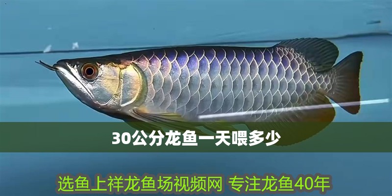 30公分龍魚一天喂多少