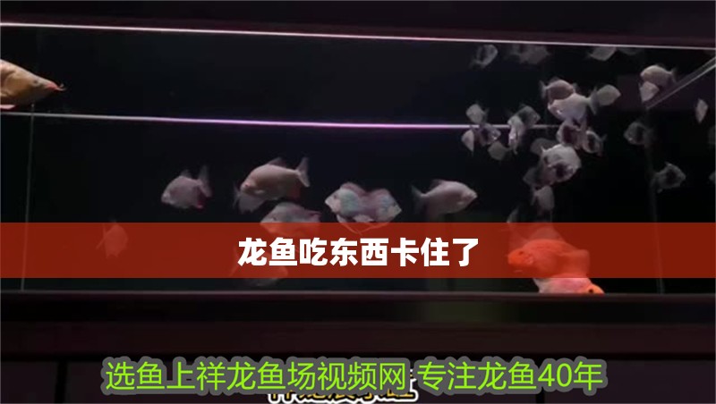 龍魚吃東西卡住了