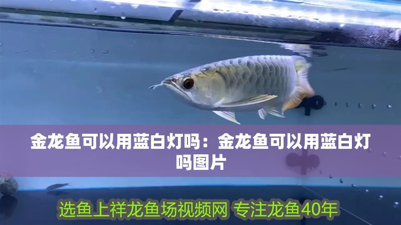 金龍魚可以用藍白燈嗎：金龍魚可以用藍白燈嗎圖片