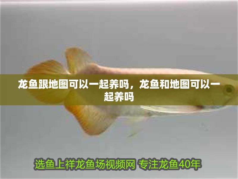 龍魚跟地圖可以一起養(yǎng)嗎，龍魚和地圖可以一起養(yǎng)嗎