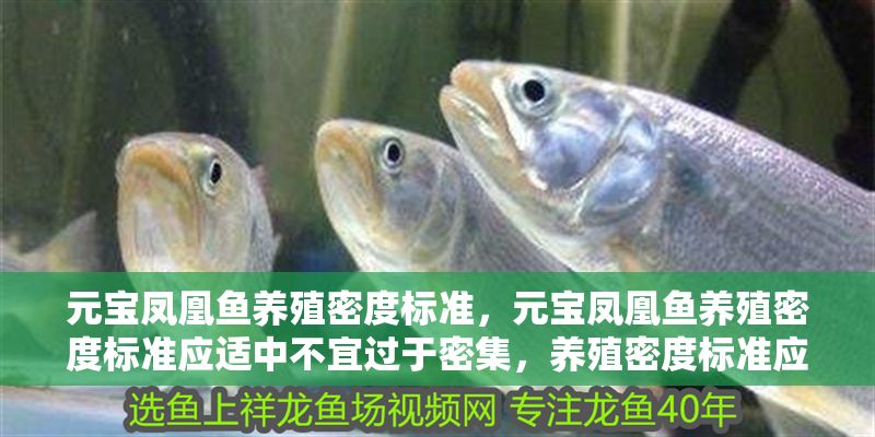 元寶鳳凰魚養殖密度標準，元寶鳳凰魚養殖密度標準應適中不宜過于密集，養殖密度標準應適中