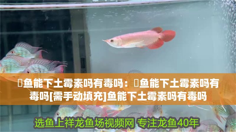 魟魚能下土霉素嗎有毒嗎：魟魚能下土霉素嗎有毒嗎[需手動填充]魚能下土霉素嗎有毒嗎