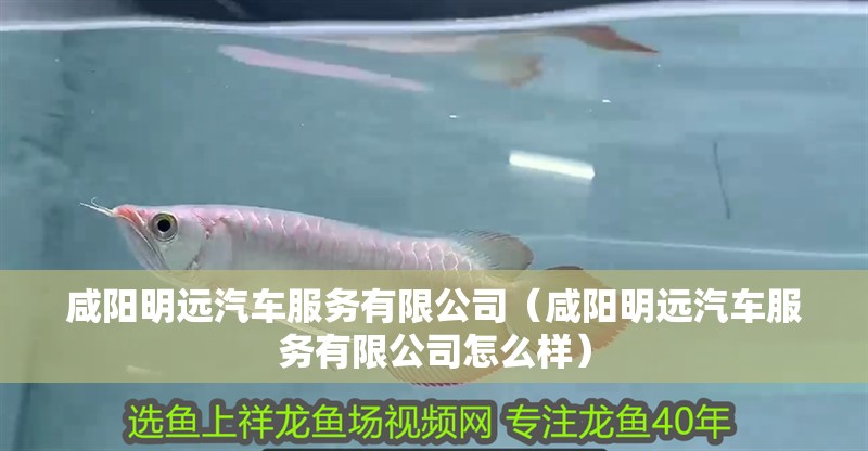 咸陽明遠汽車服務有限公司（咸陽明遠汽車服務有限公司怎么樣）