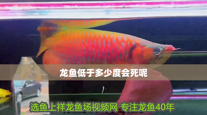 龍魚低于多少度會死呢