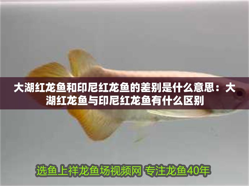 大湖紅龍魚和印尼紅龍魚的差別是什么意思：大湖紅龍魚與印尼紅龍魚有什么區別