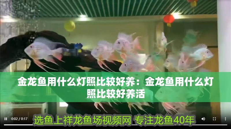 金龍魚用什么燈照比較好養：金龍魚用什么燈照比較好養活