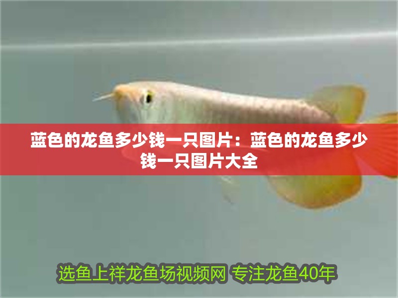 藍色的龍魚多少錢一只圖片：藍色的龍魚多少錢一只圖片大全