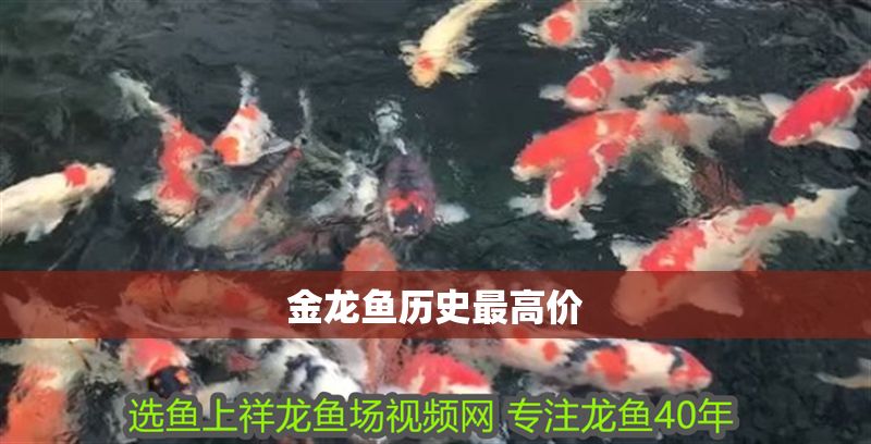 金龍魚歷史最高價