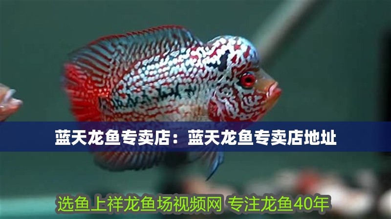 藍天龍魚專賣店：藍天龍魚專賣店地址