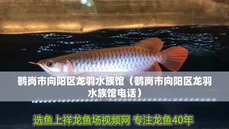 鶴崗市向陽區龍羽水族館（鶴崗市向陽區龍羽水族館電話）