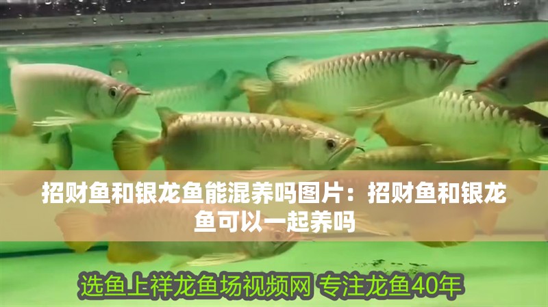 招財魚和銀龍魚能混養嗎圖片：招財魚和銀龍魚可以一起養嗎
