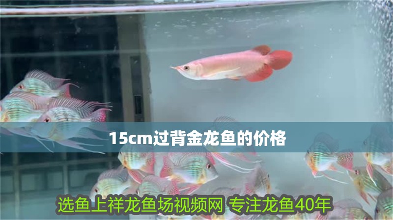 15cm過背金龍魚的價格