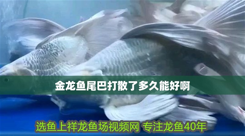 金龍魚尾巴打散了多久能好啊