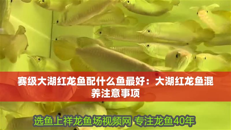 賽級大湖紅龍魚配什么魚最好：大湖紅龍魚混養注意事項
