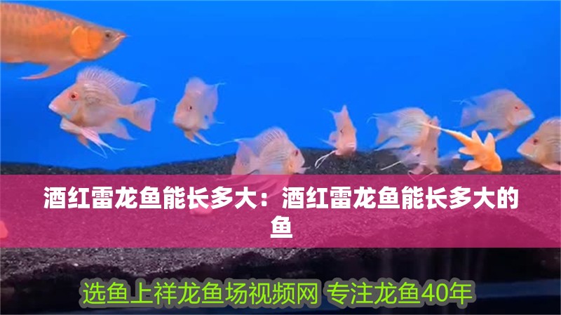 酒紅雷龍魚能長(zhǎng)多大：酒紅雷龍魚能長(zhǎng)多大的魚