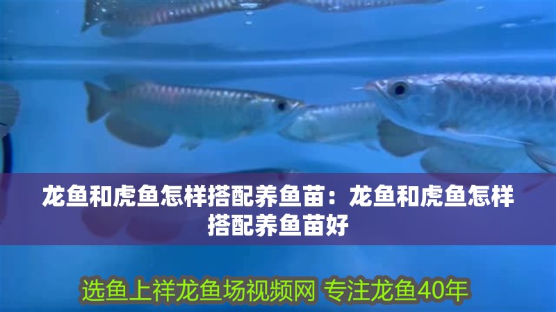 龍魚和虎魚怎樣搭配養魚苗：龍魚和虎魚怎樣搭配養魚苗好
