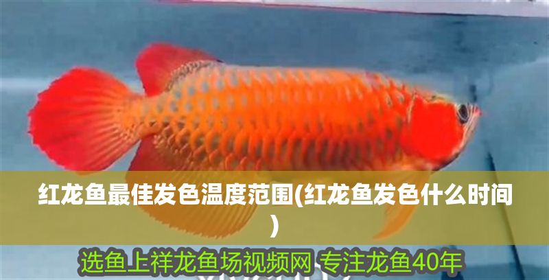 紅龍魚最佳發(fā)色溫度范圍(紅龍魚發(fā)色什么時(shí)間)