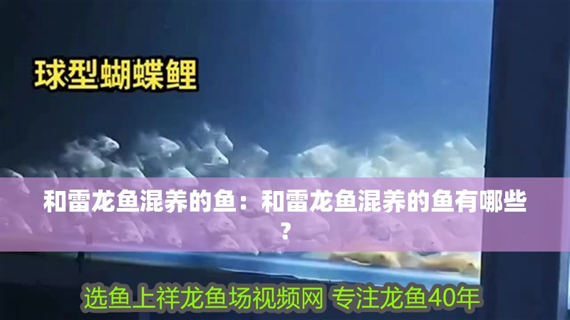 和雷龍魚混養(yǎng)的魚：和雷龍魚混養(yǎng)的魚有哪些?