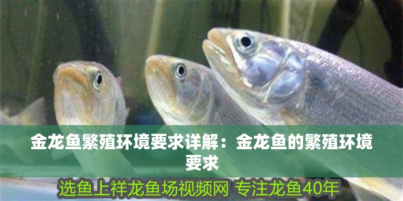 金龍魚繁殖環境要求詳解：金龍魚的繁殖環境要求