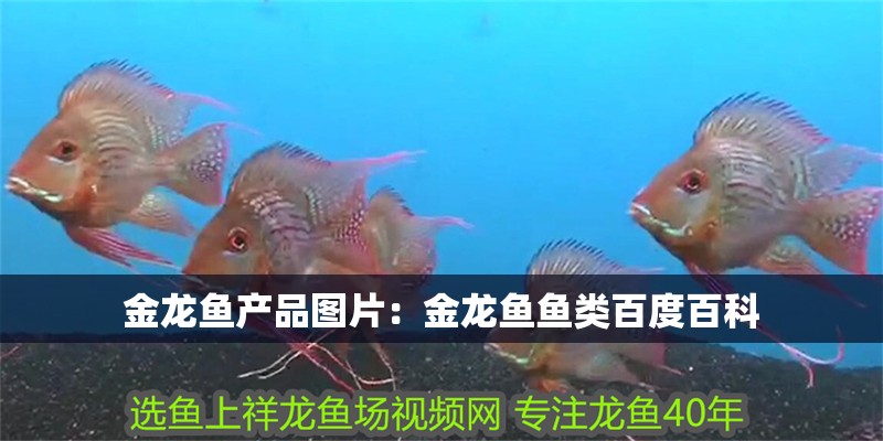 金龍魚產品圖片：金龍魚魚類百度百科