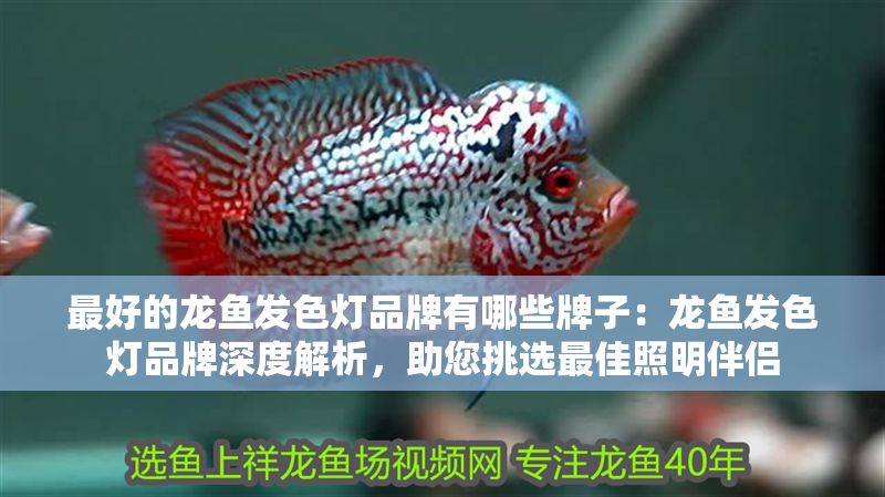 最好的龍魚發色燈品牌有哪些牌子：龍魚發色燈品牌深度解析，助您挑選最佳照明伴侶