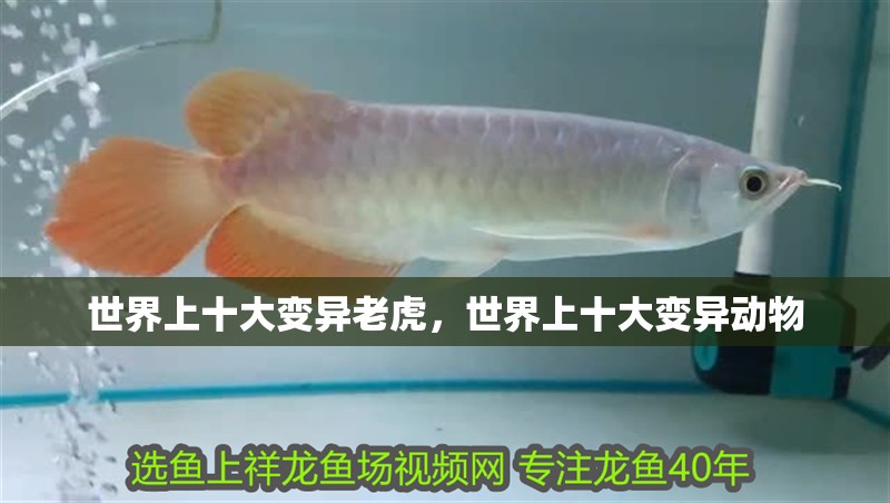 世界上十大變異老虎，世界上十大變異動物