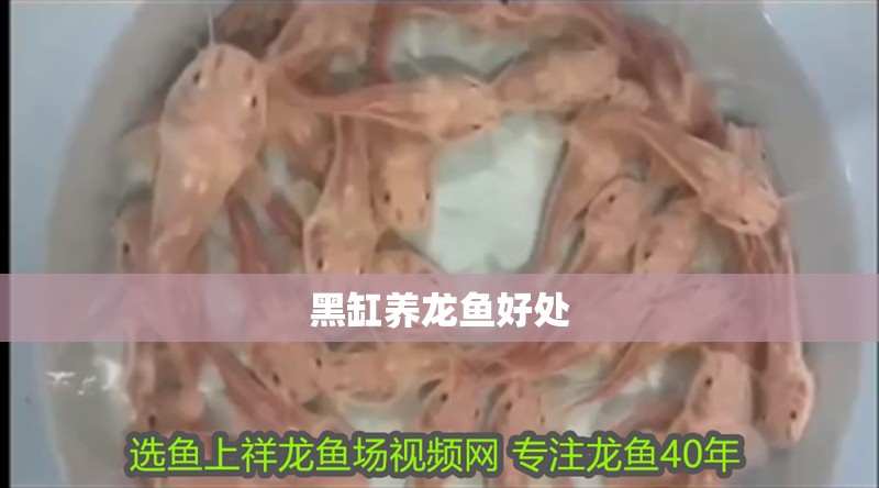 黑缸養(yǎng)龍魚好處