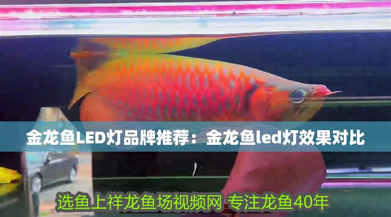 金龍魚LED燈品牌推薦：金龍魚led燈效果對比
