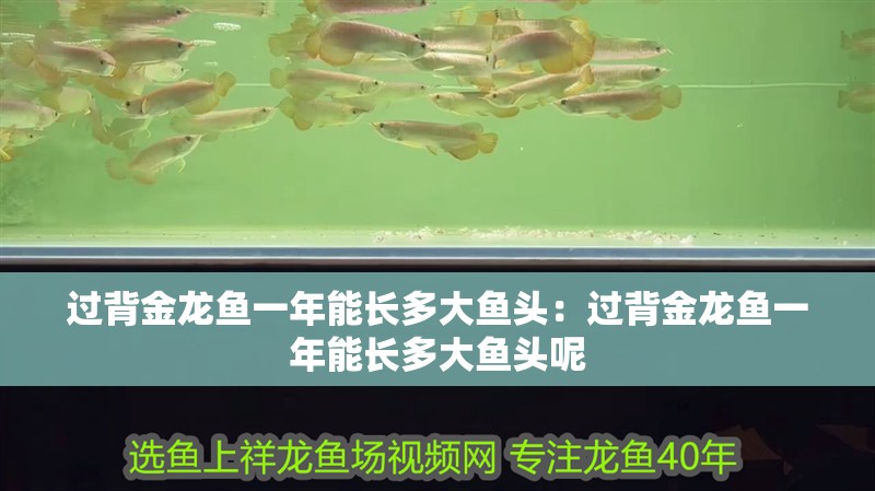 過背金龍魚一年能長多大魚頭：過背金龍魚一年能長多大魚頭呢