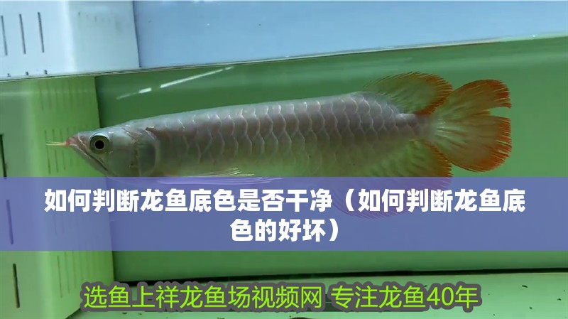 如何判斷龍魚底色是否干凈（如何判斷龍魚底色的好壞）