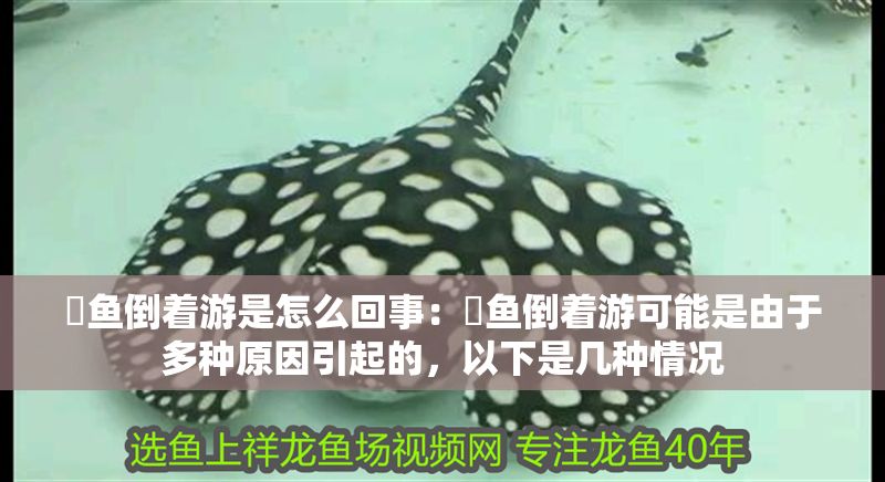 魟魚倒著游是怎么回事：魟魚倒著游可能是由于多種原因引起的，以下是幾種情況