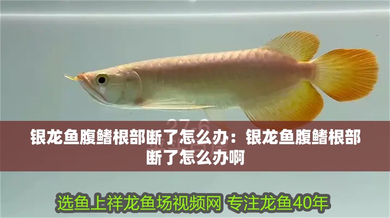 銀龍魚腹鰭根部斷了怎么辦：銀龍魚腹鰭根部斷了怎么辦啊