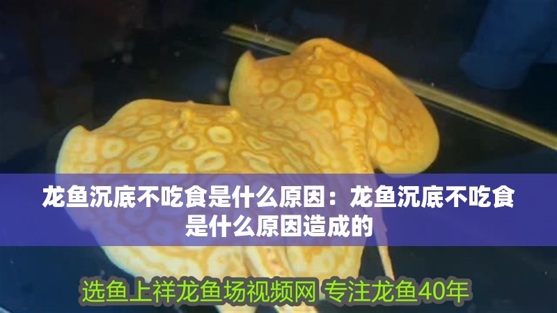 龍魚沉底不吃食是什么原因：龍魚沉底不吃食是什么原因造成的