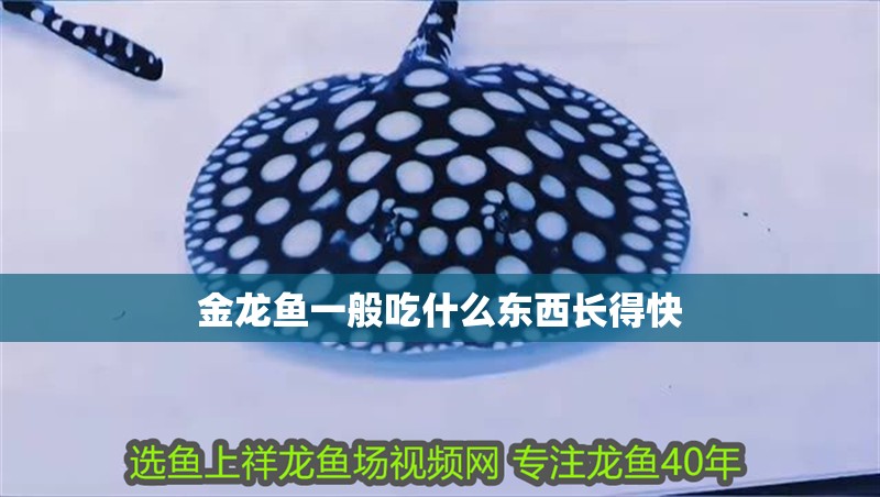 金龍魚一般吃什么東西長得快