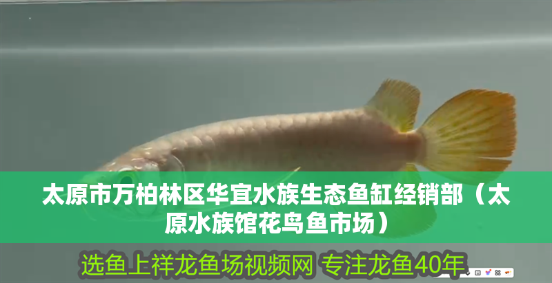 太原市萬柏林區(qū)華宜水族生態(tài)魚缸經銷部(太原水族館花鳥魚市場) 全國水族館企業(yè)名錄 第2張 太原市萬柏林區(qū)華宜水族生態(tài)魚缸經銷部(太原水族館花鳥魚市場) 太原市萬柏林區(qū)華宜水族生態(tài)魚缸經銷部(太原水族館花鳥魚市場) 全國水族館企業(yè)名錄 第2張