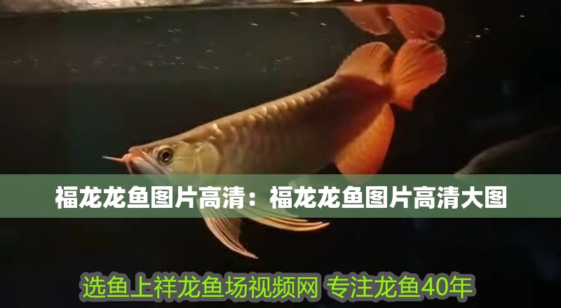 福龍龍魚圖片高清：福龍龍魚圖片高清大圖